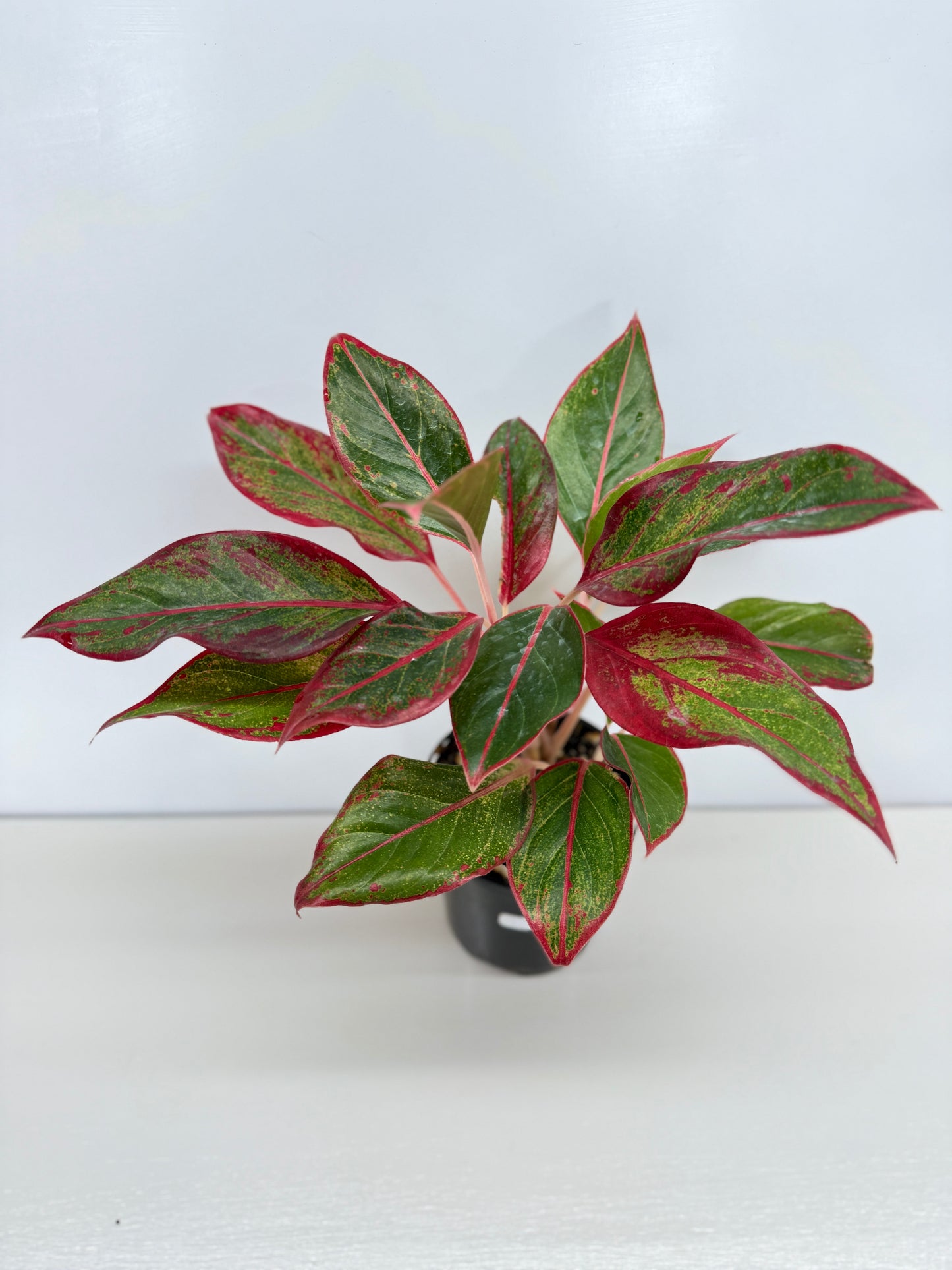 Aglaonema Siam Aurora - Best Pick of the Crop!