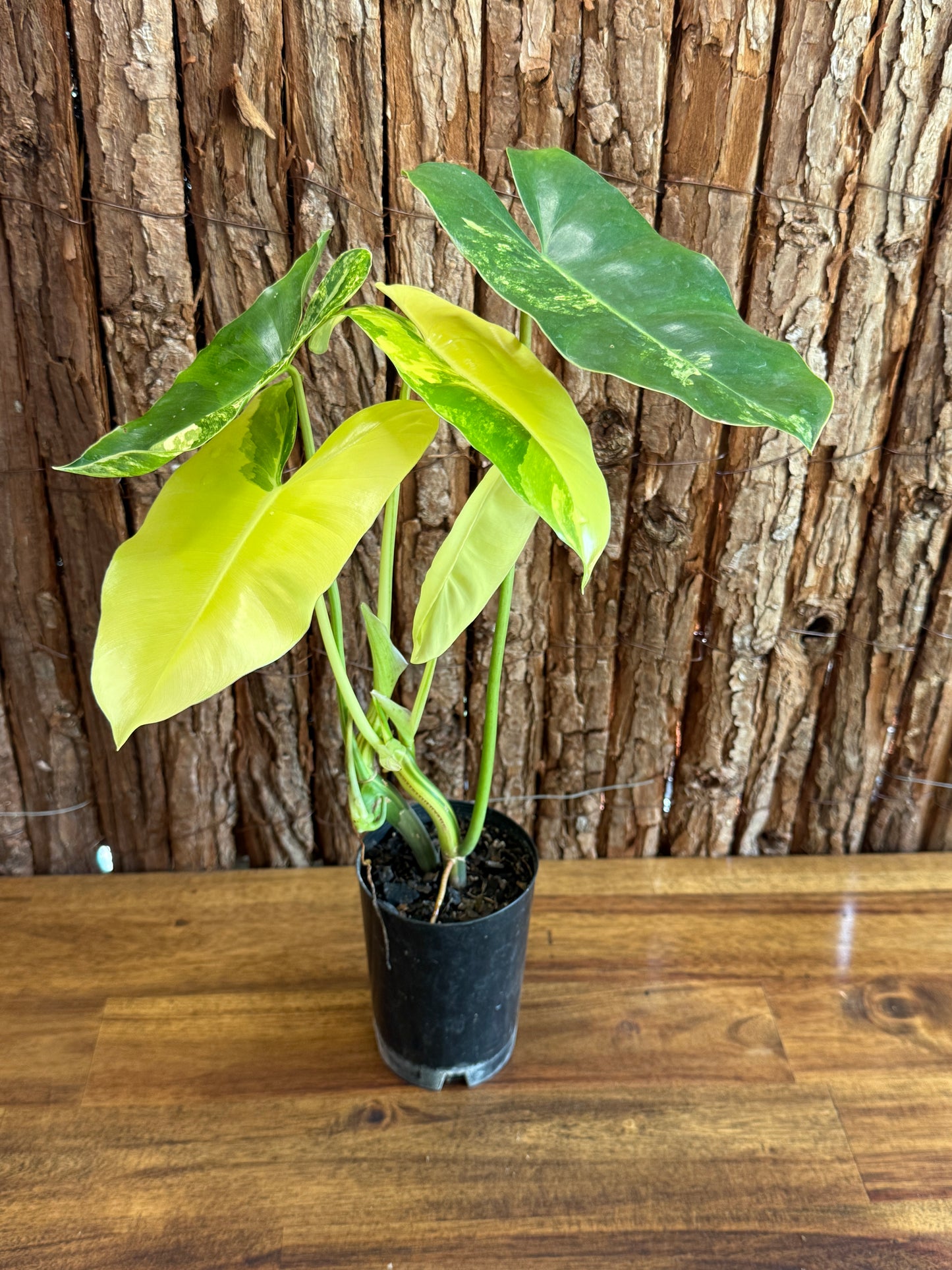 Philodendron Burle Marx Variegata