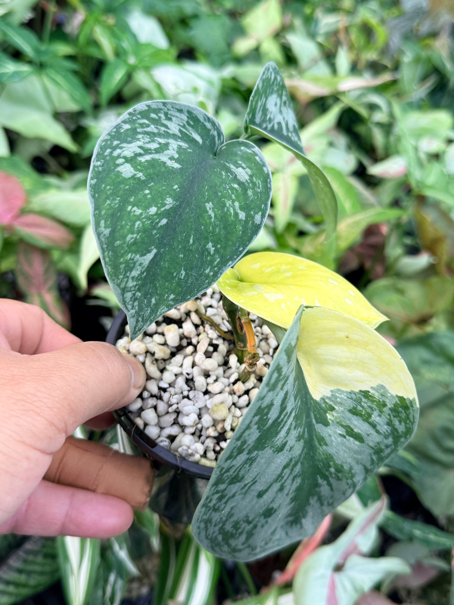 Scindapsus Pictus 'Mayari Aurea' K46
