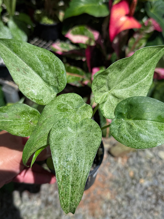 Alocasia Cucullata Mint Variegated (New Release) W16