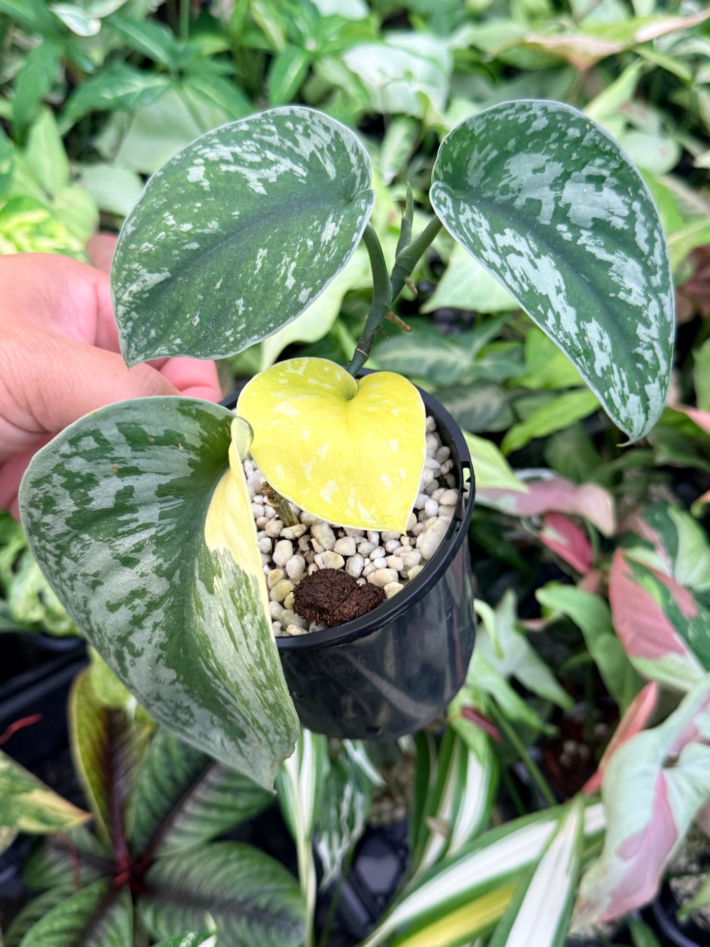 Scindapsus Pictus 'Mayari Aurea' K46