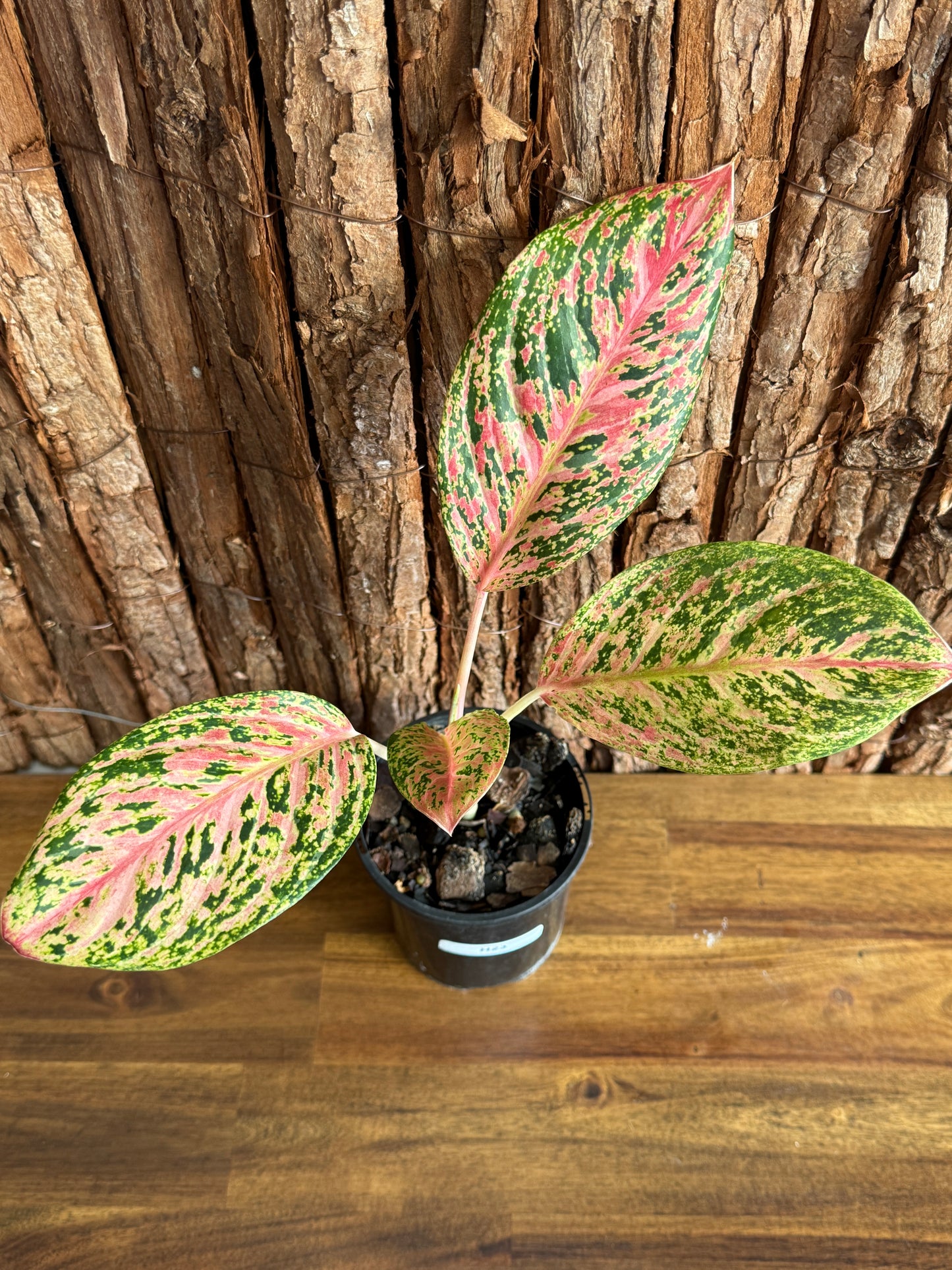 Aglaonema Sparkling Sarah