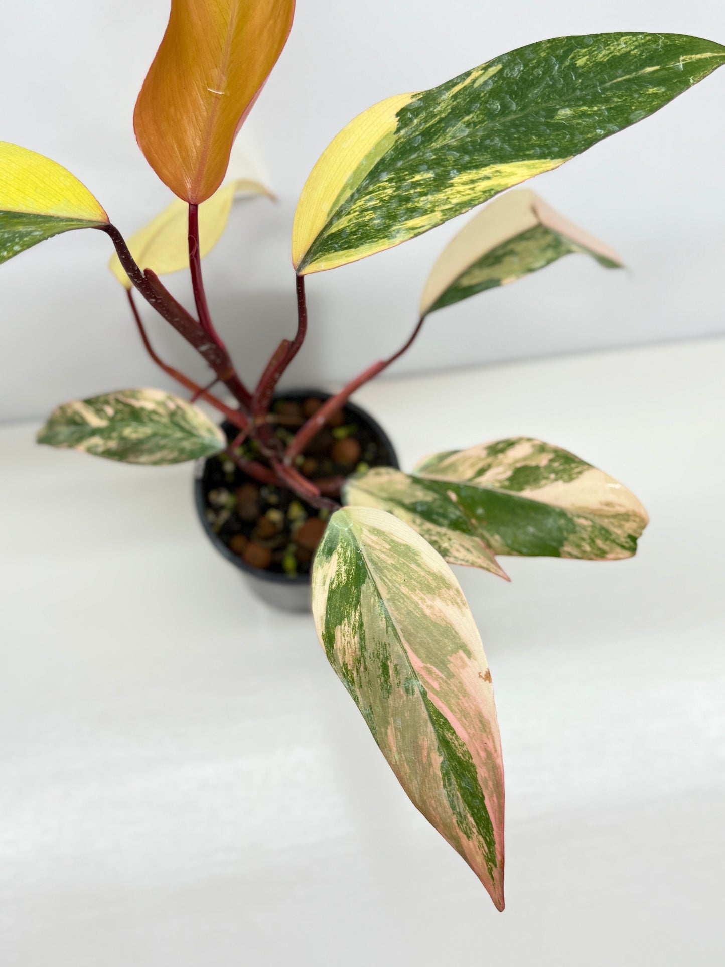 Philodendron Strawberry Shake - Highly Variegated NONTC. U61