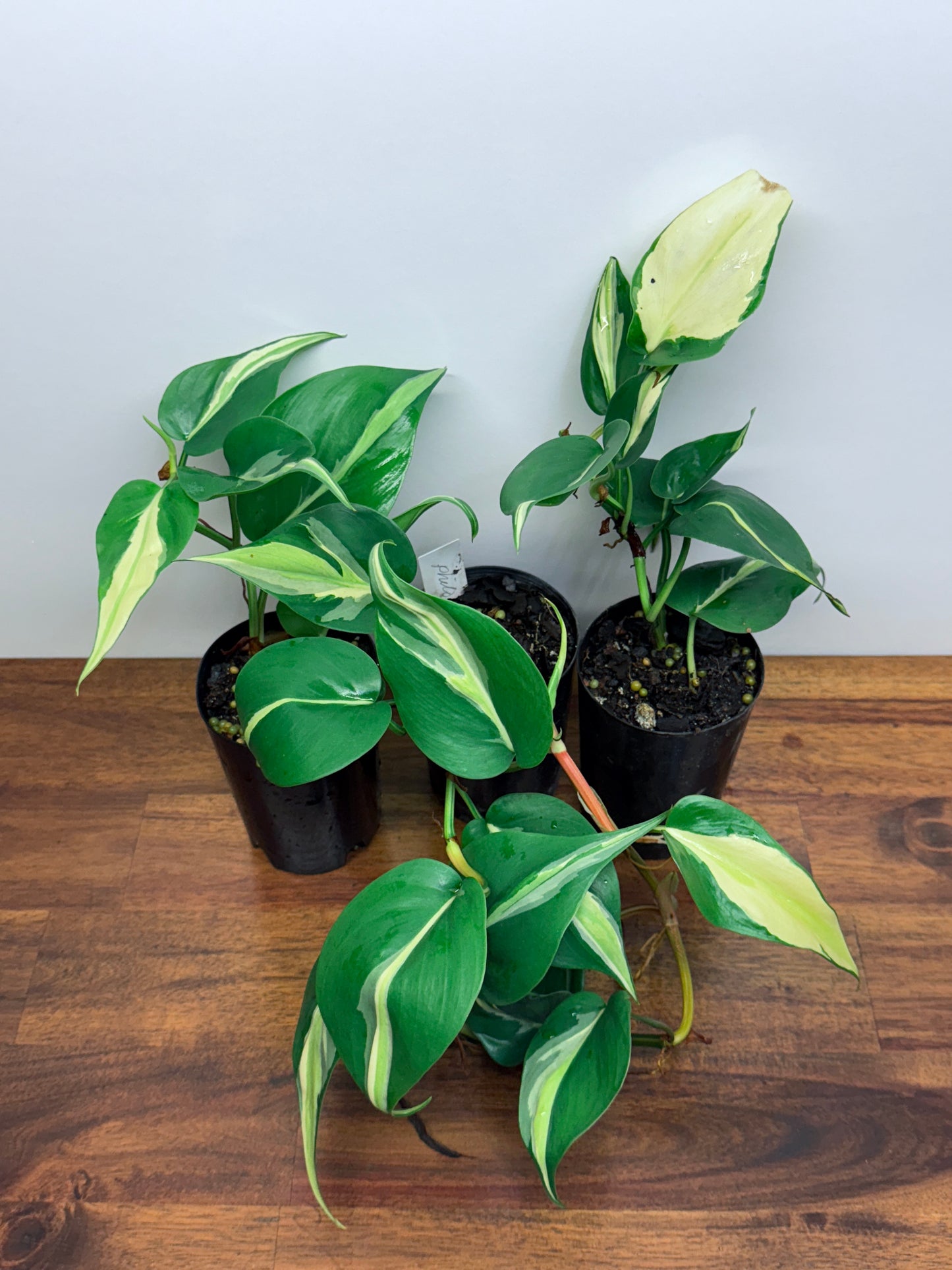 Philodendron hederaceum Silver Stripe