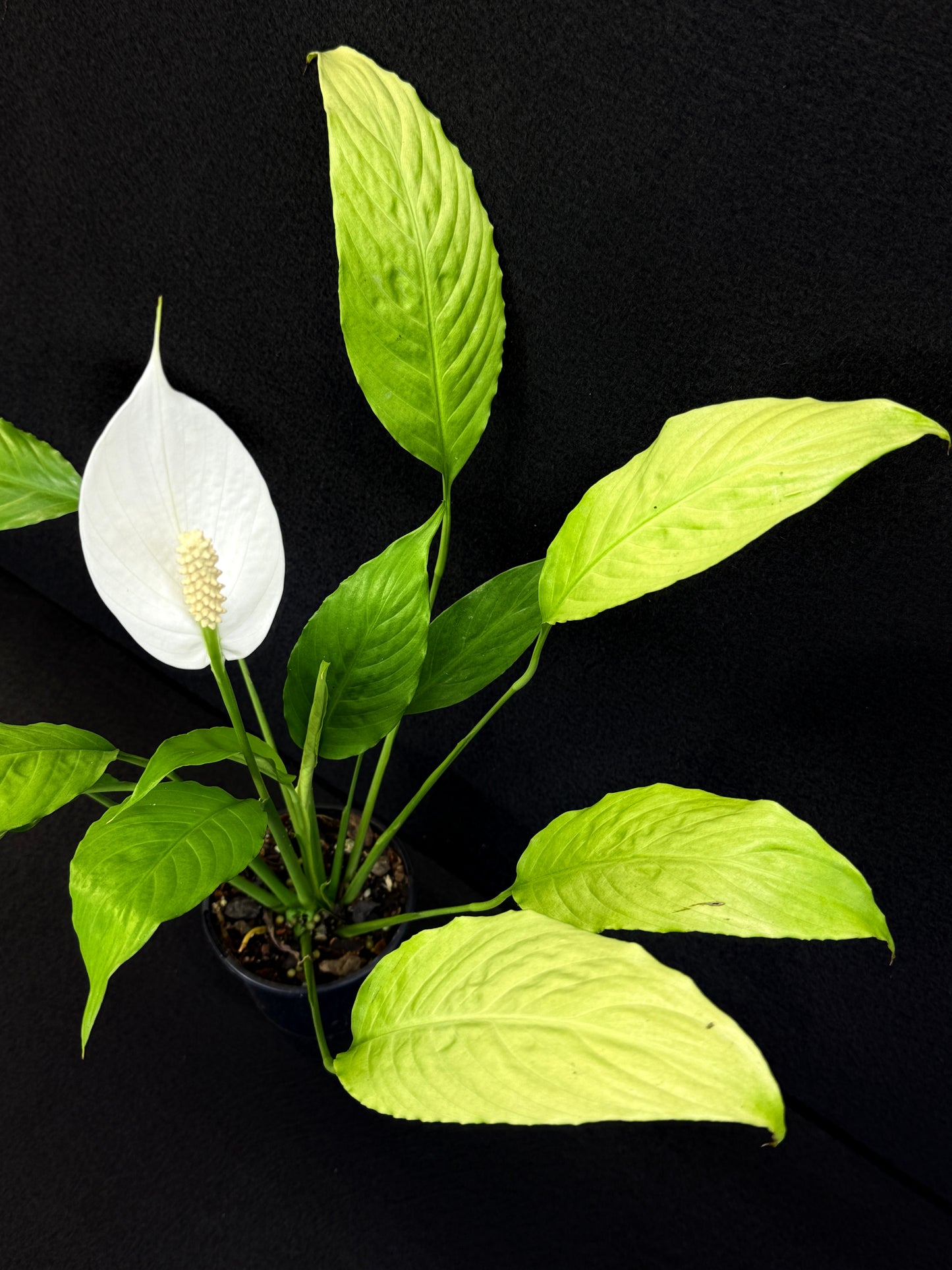 Spathiphyllum 'Golden' - Best Pick of the Crop!