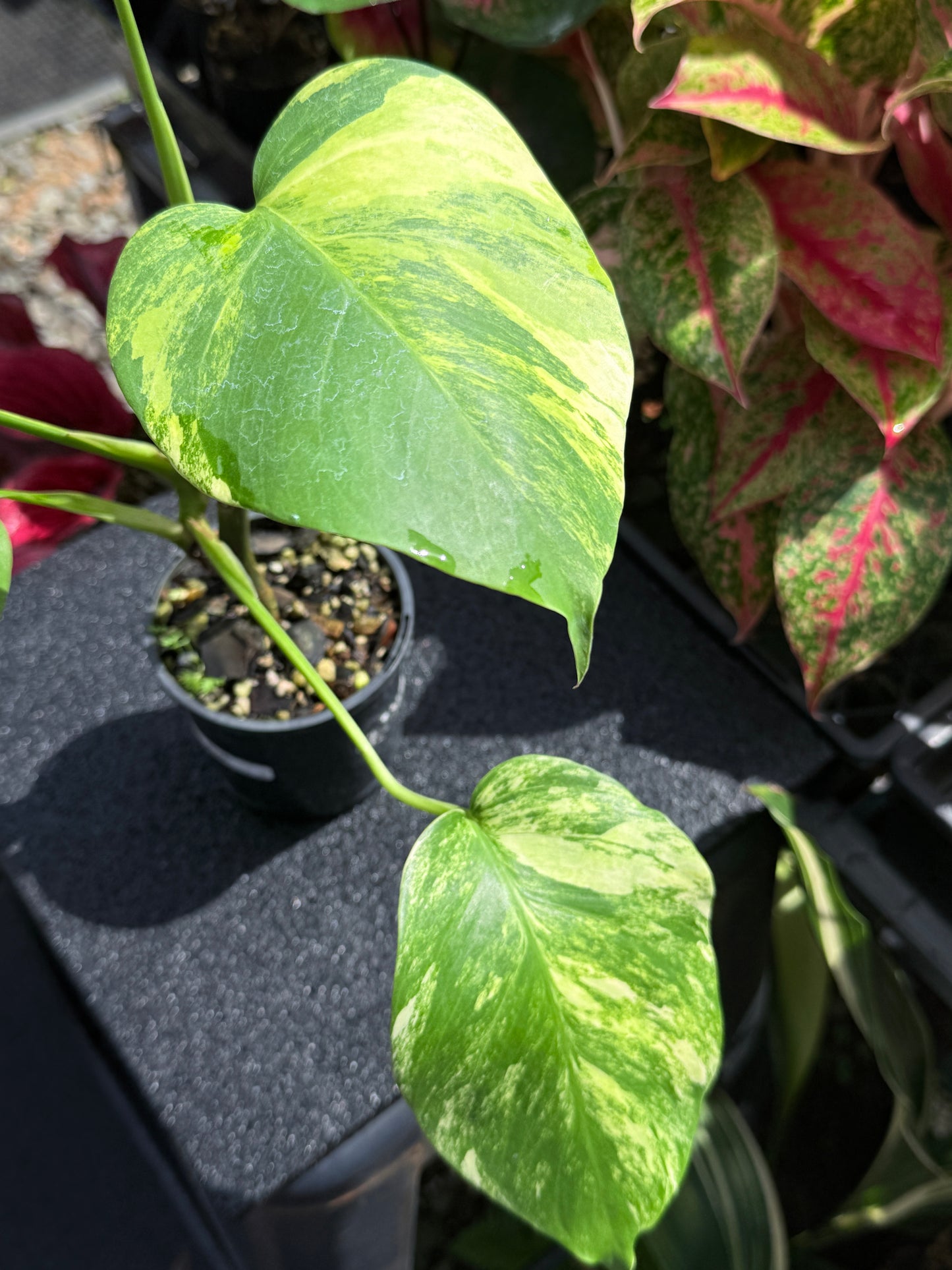 Monstera borsigiana 'Aurea’ H26