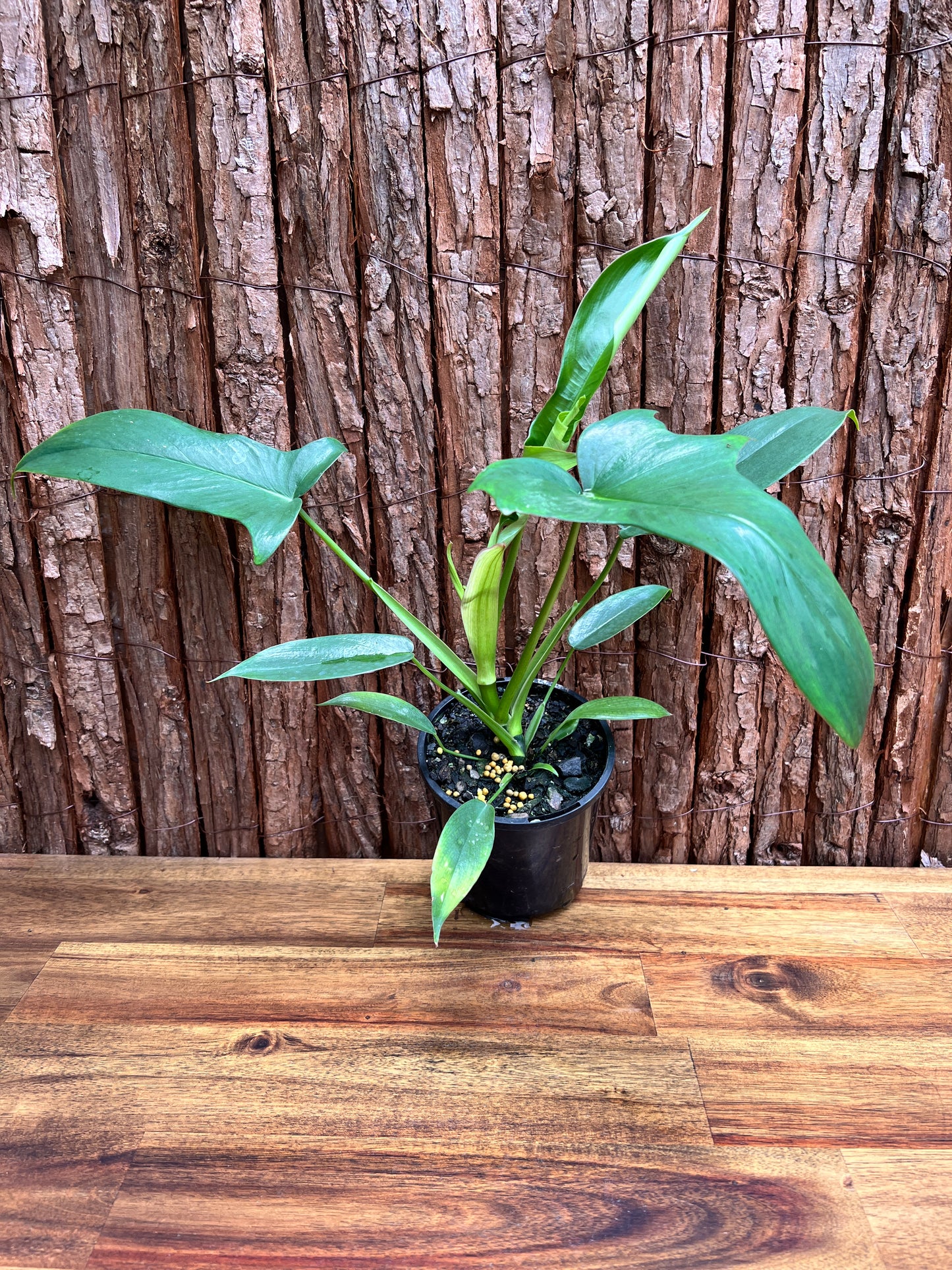 Philodendron Glad Hands - New Release C22