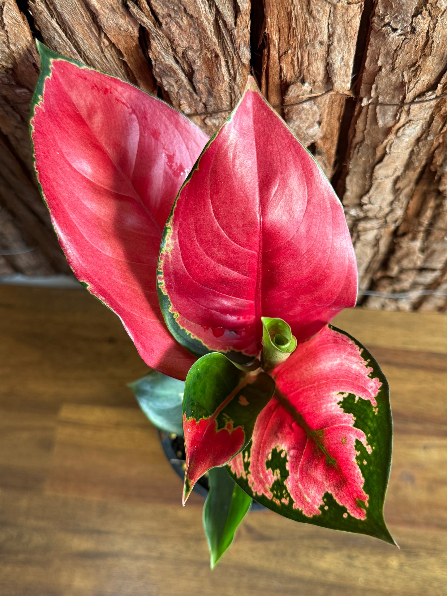 Aglaonema Thailand Red Ayu