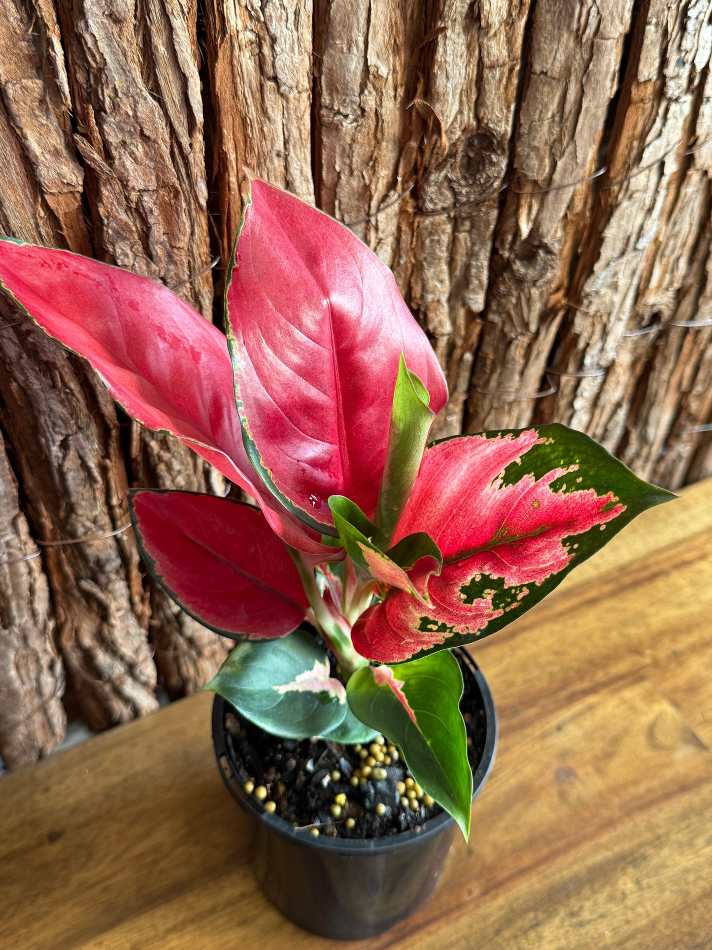 Aglaonema Thailand Red Ayu