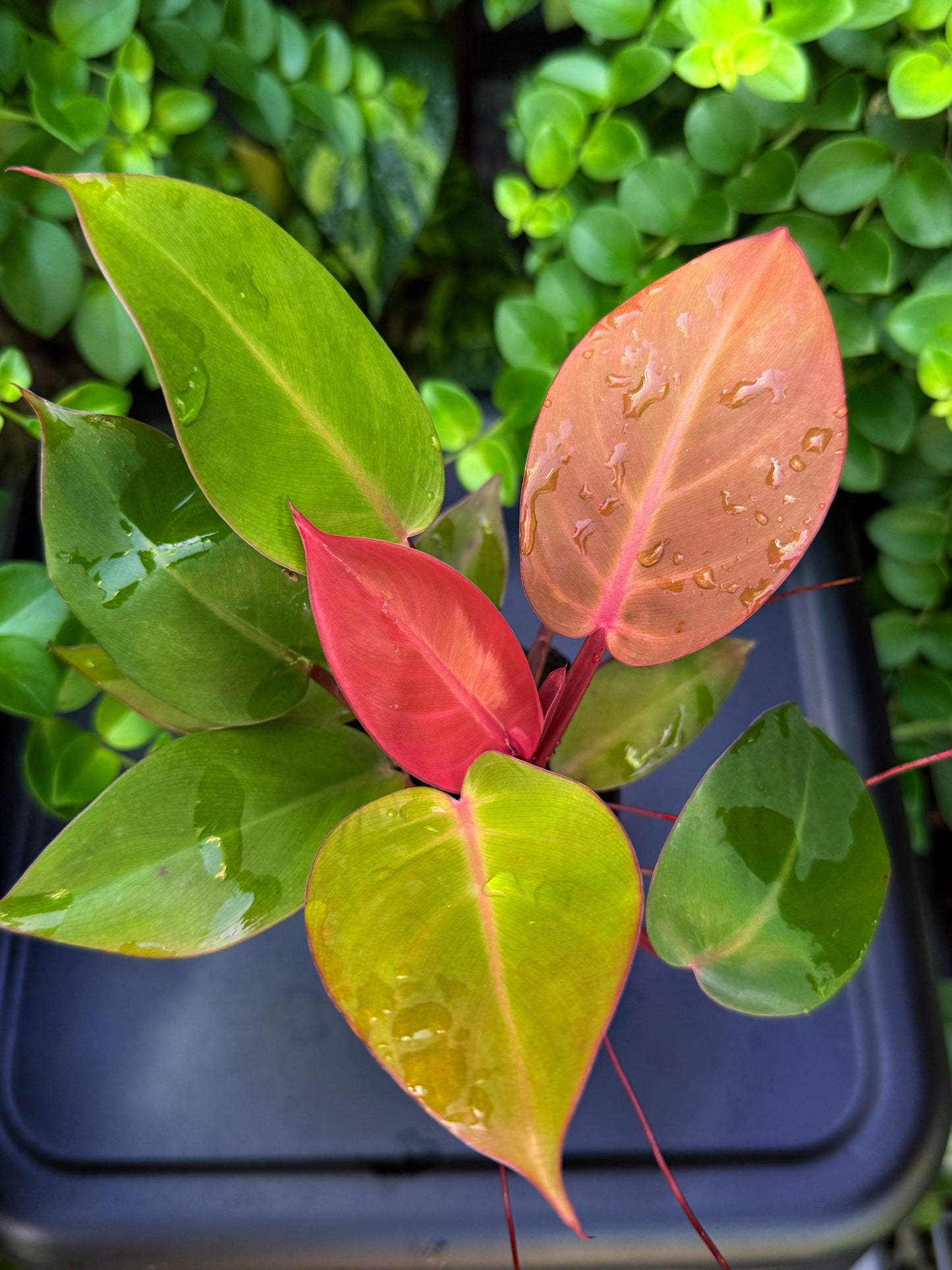 Philodendron 'Cherry Red' - Best Plant in Stock.
