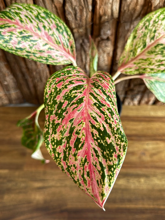 Aglaonema Sparkling Sarah