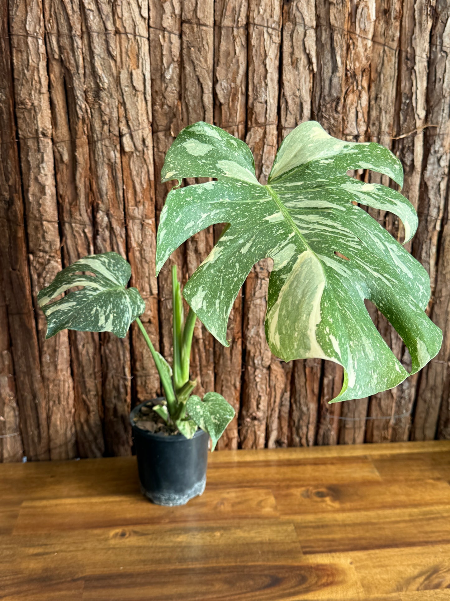 Monstera Thai Constellation E54