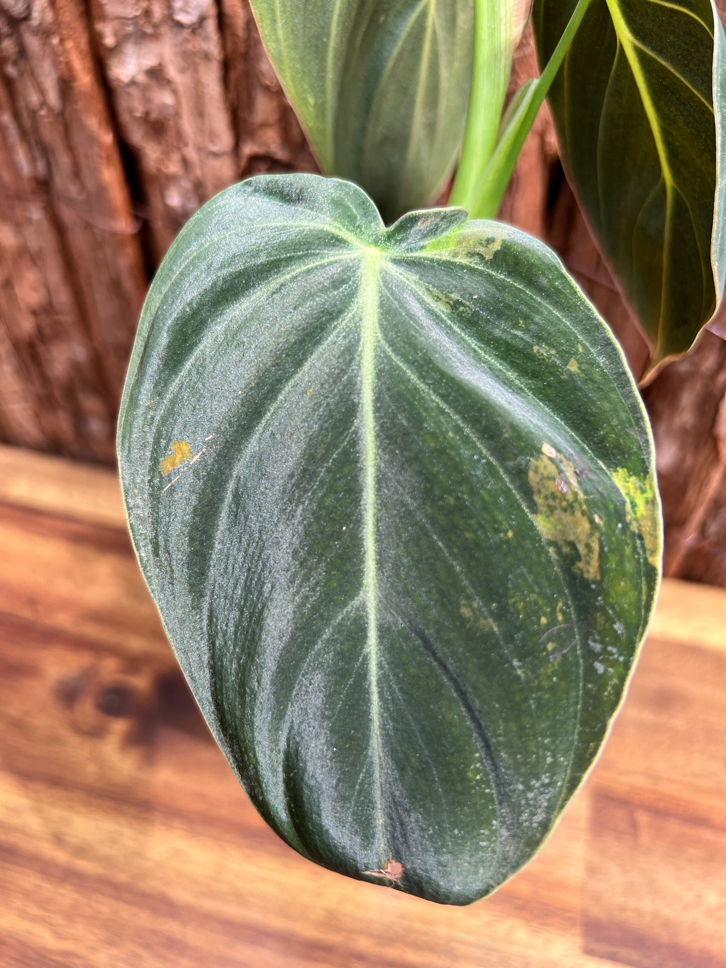 Philodendron melanochrysum variegated C6