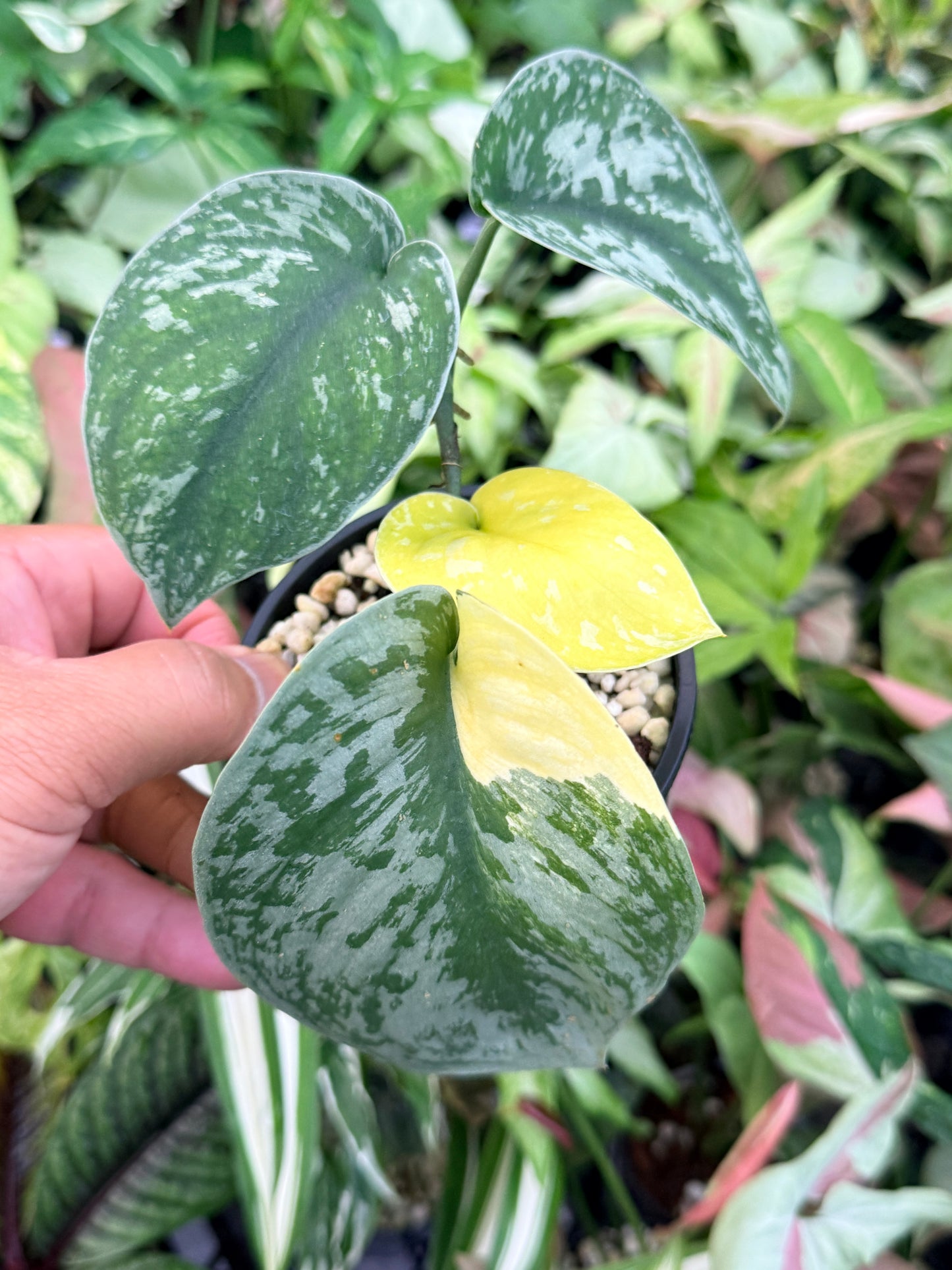 Scindapsus Pictus 'Mayari Aurea' K46