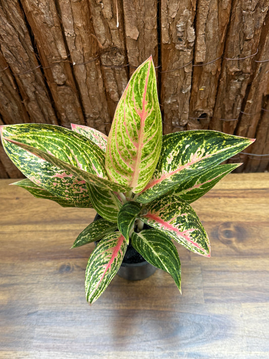 Aglaonema Star Shining C120