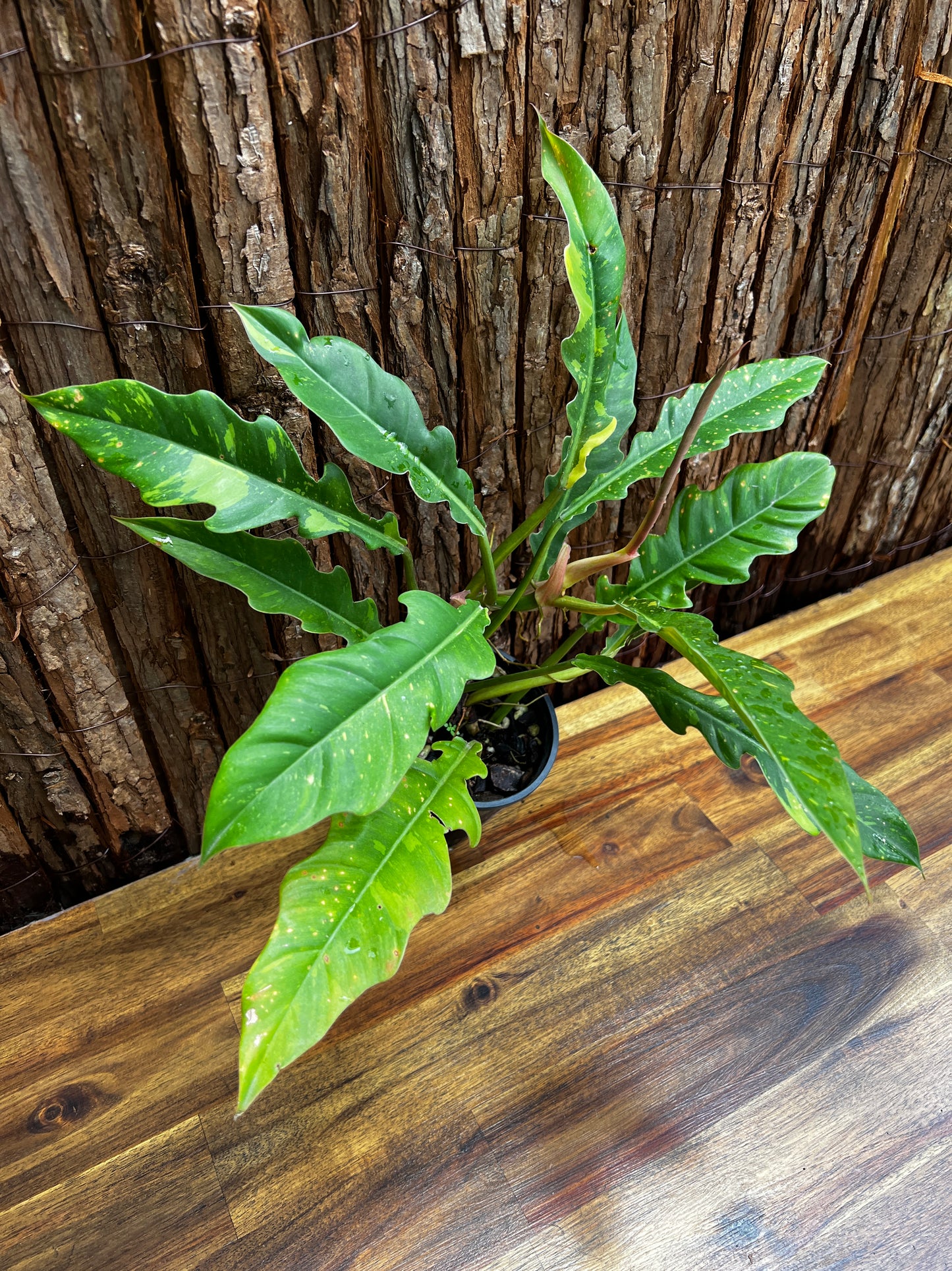 Philodendron 'Ring of Fire' Z34