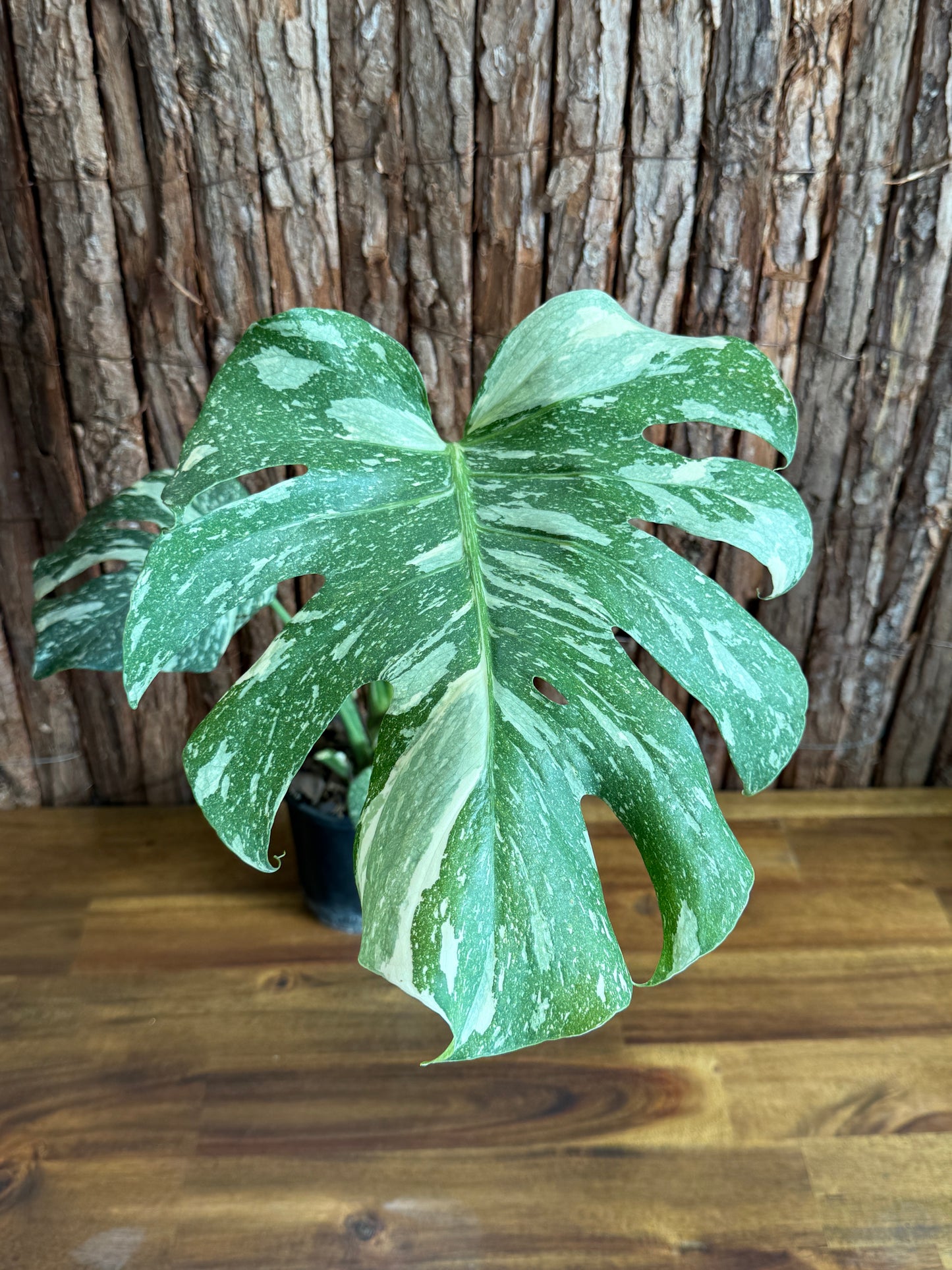 Monstera Thai Constellation E54