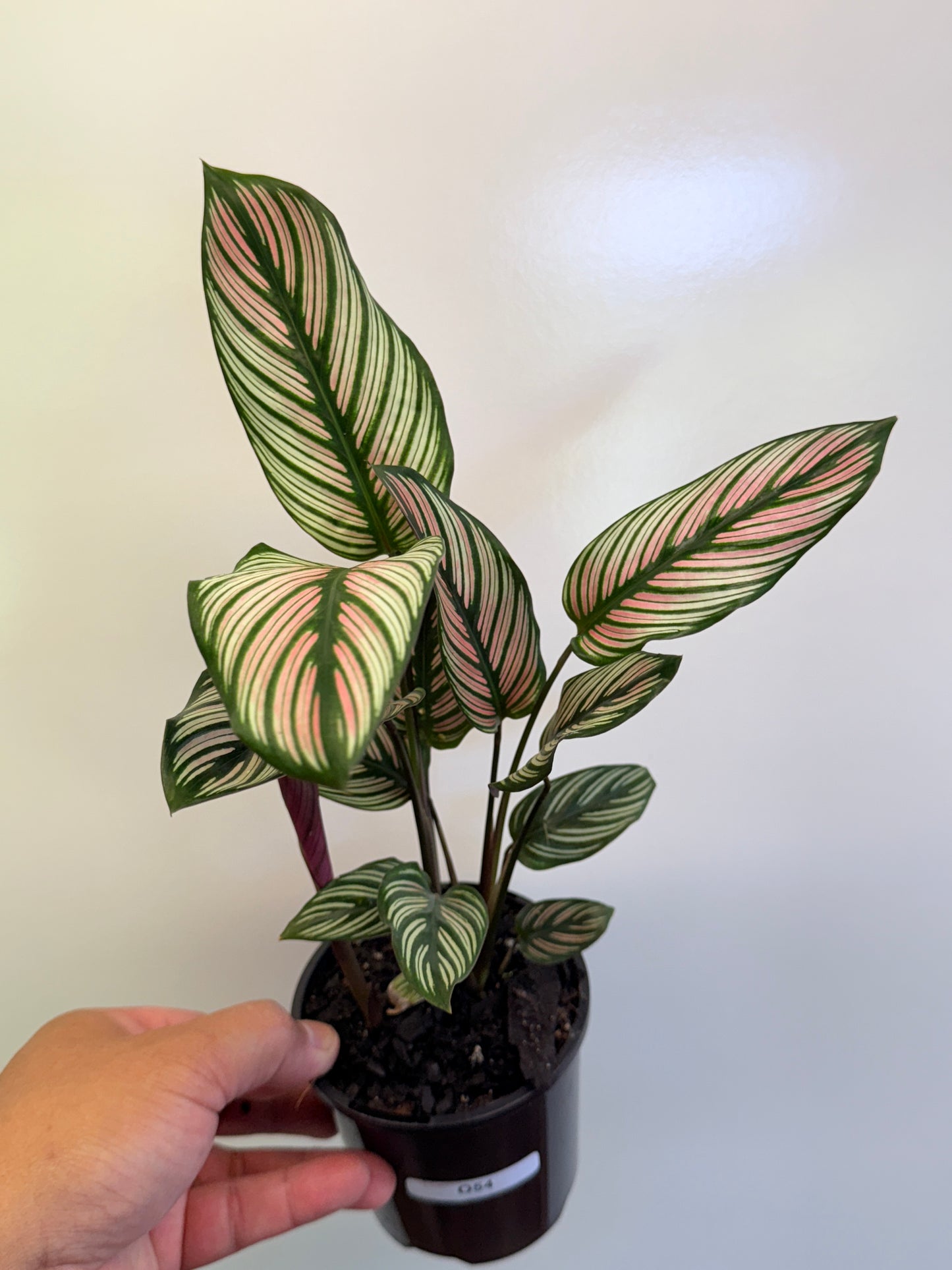 Calathea White Star O54