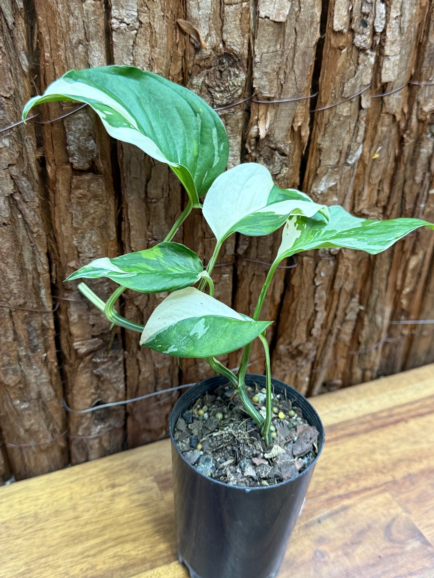 Monstera laniata Variegata