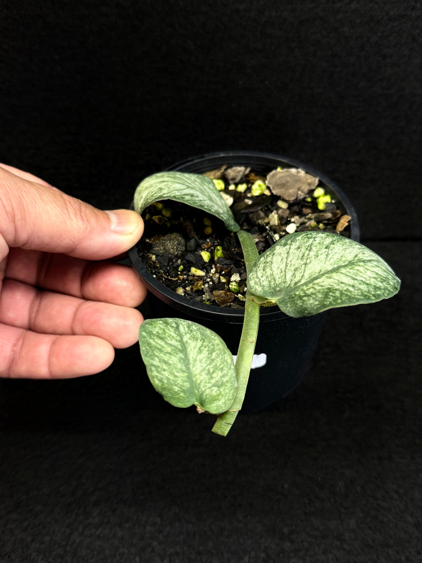 Rhaphidophora 'Hongkongensis Variegated' - Rarely offered C11