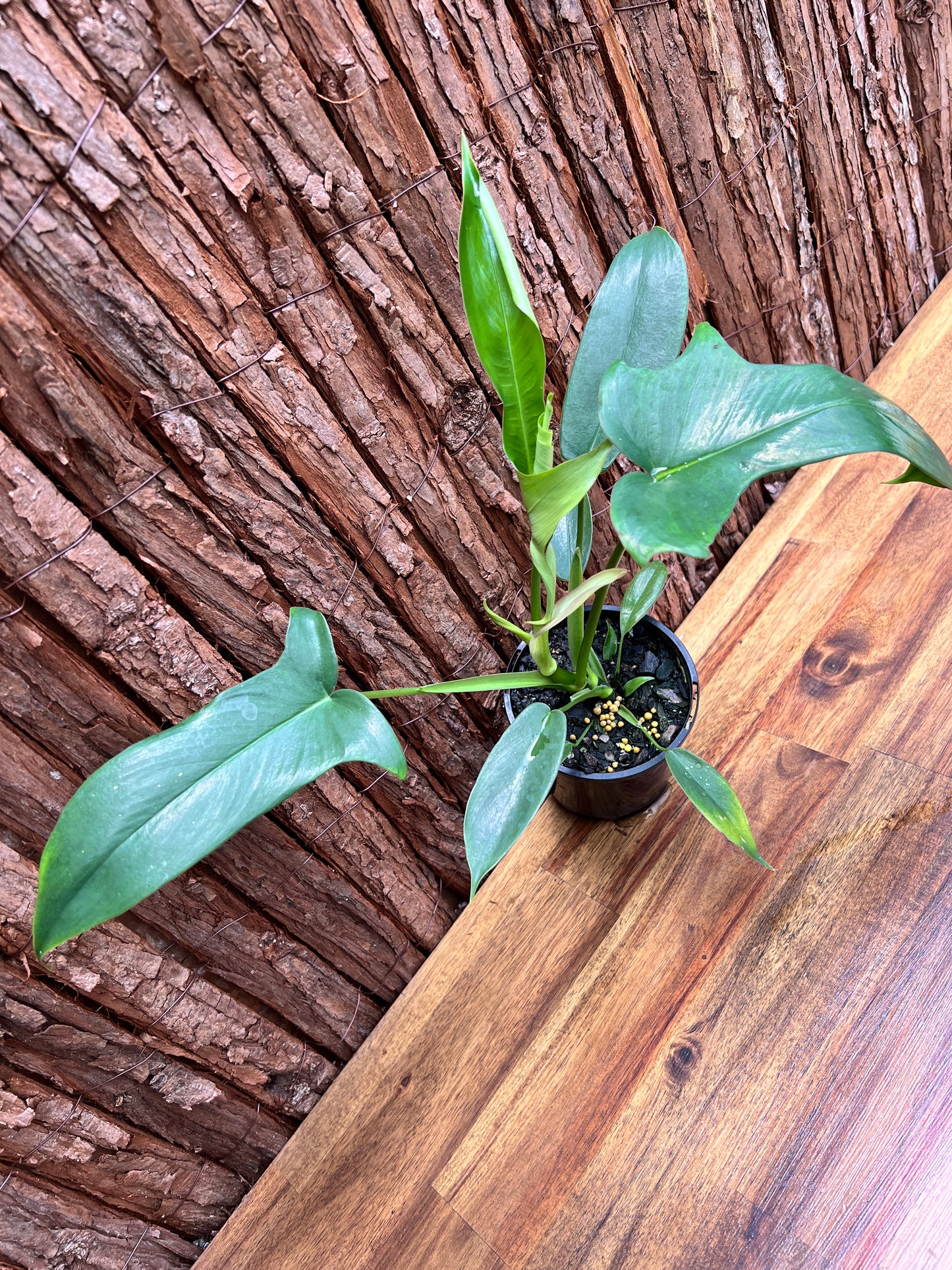 Philodendron Glad Hands - New Release C22