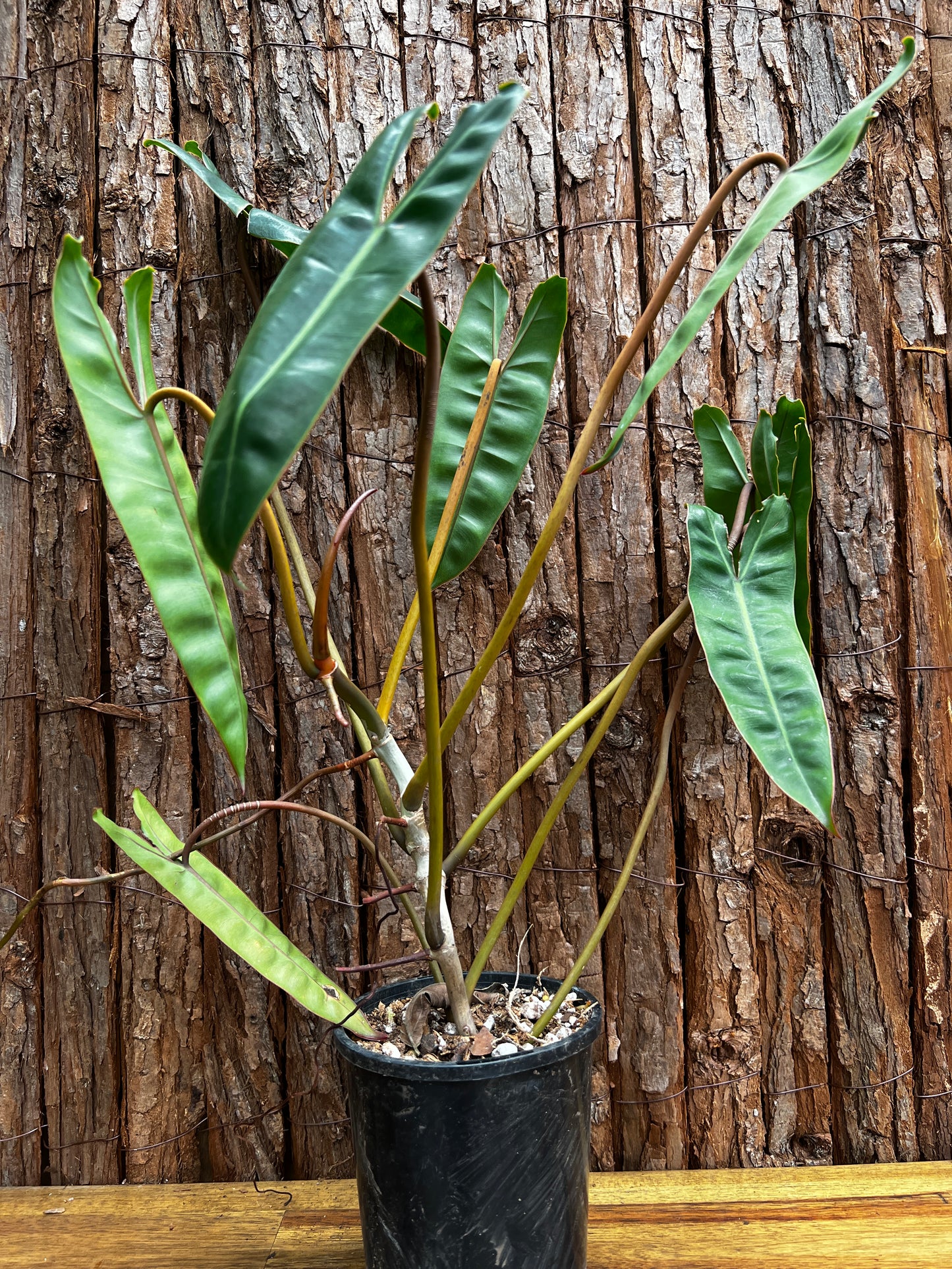 Philodendron 'Billietiae'