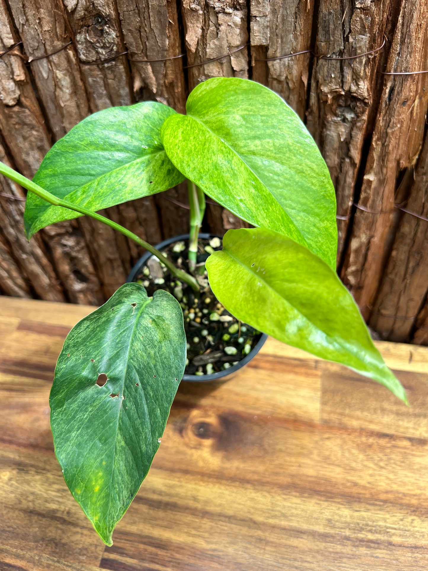 Epipremnum pinnatum 'Mint' Variegata B295