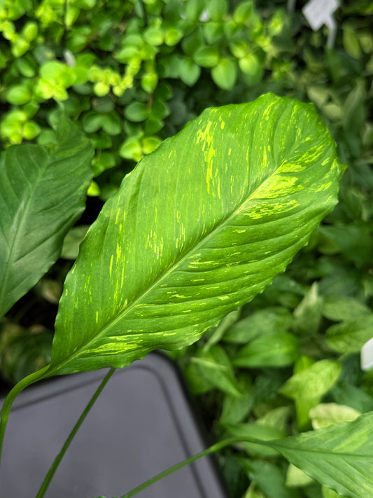 Spathiphyllum Picasso 'Aurea' Yellow Variegation G53
