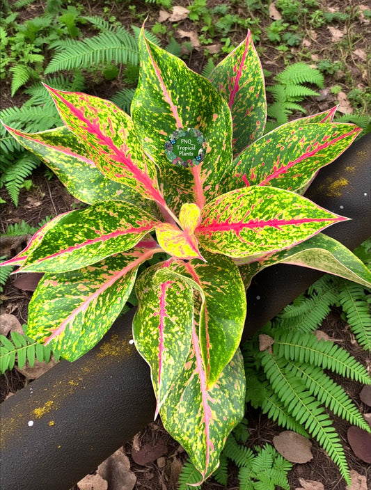 Aglaonema 'Night Sparkle Hybrid' - Best Plant in Stock.
