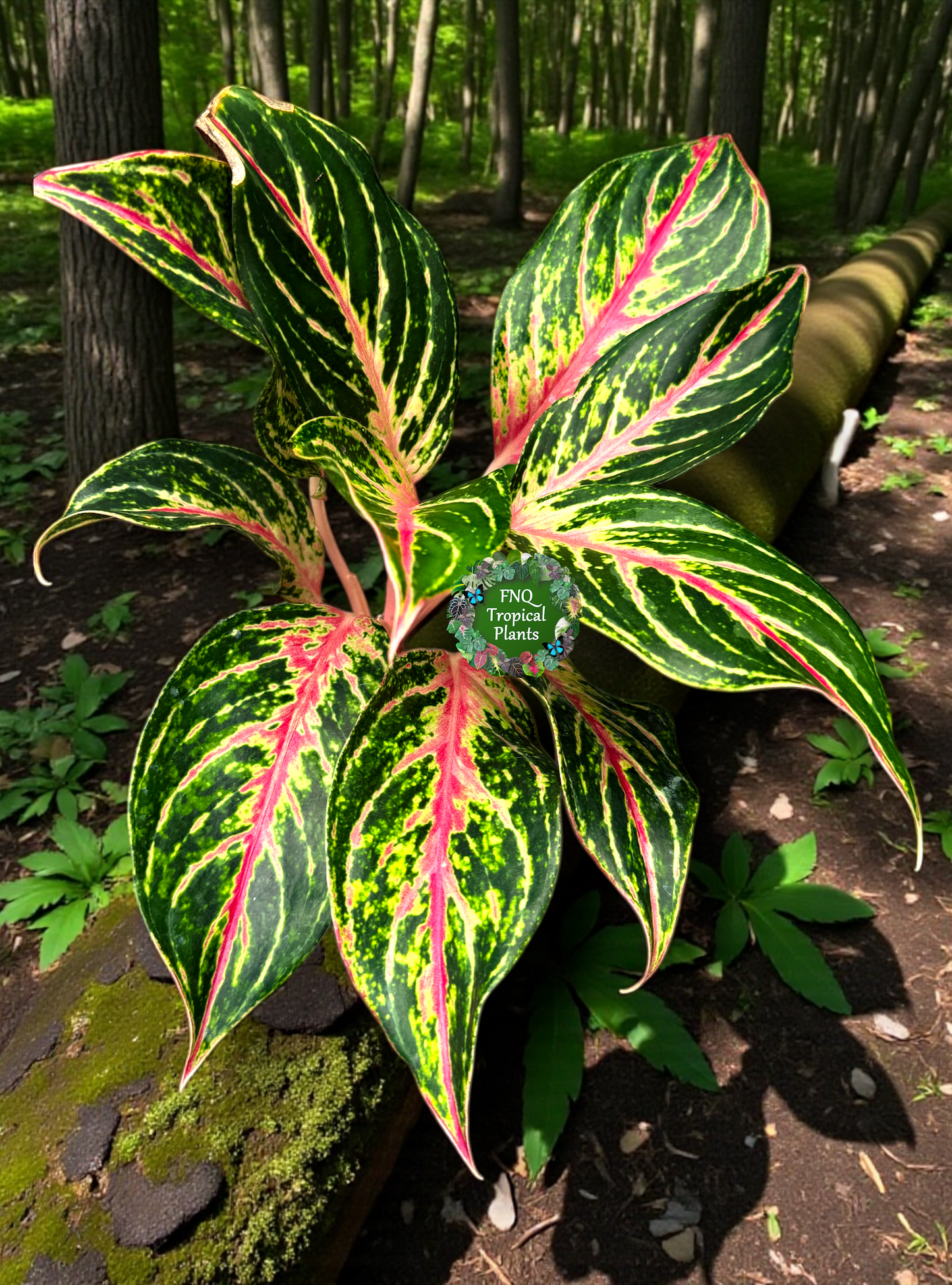 Aglaonema 'Pink Buttefly' - Best Plant in Stock.