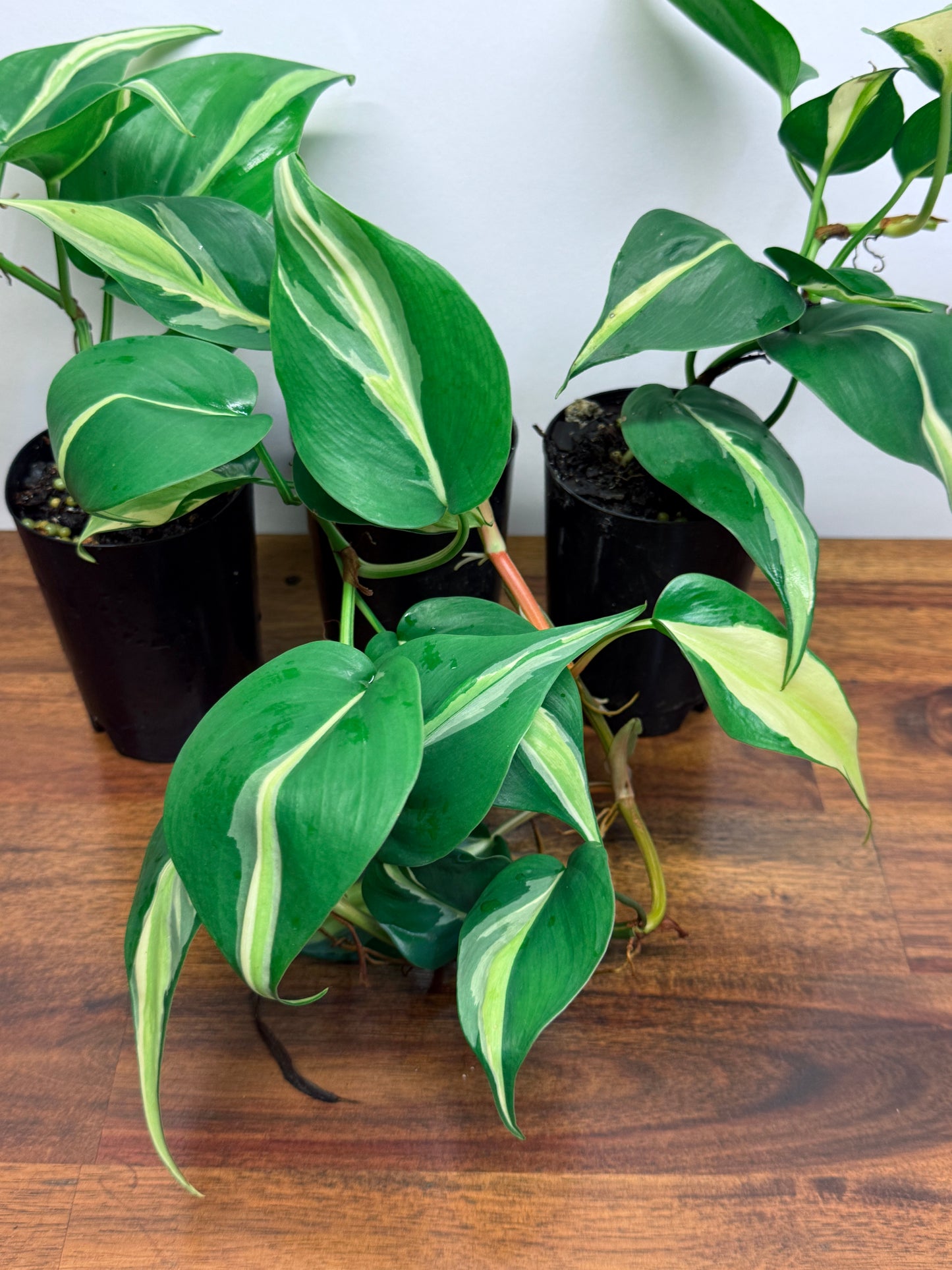 Philodendron hederaceum Silver Stripe