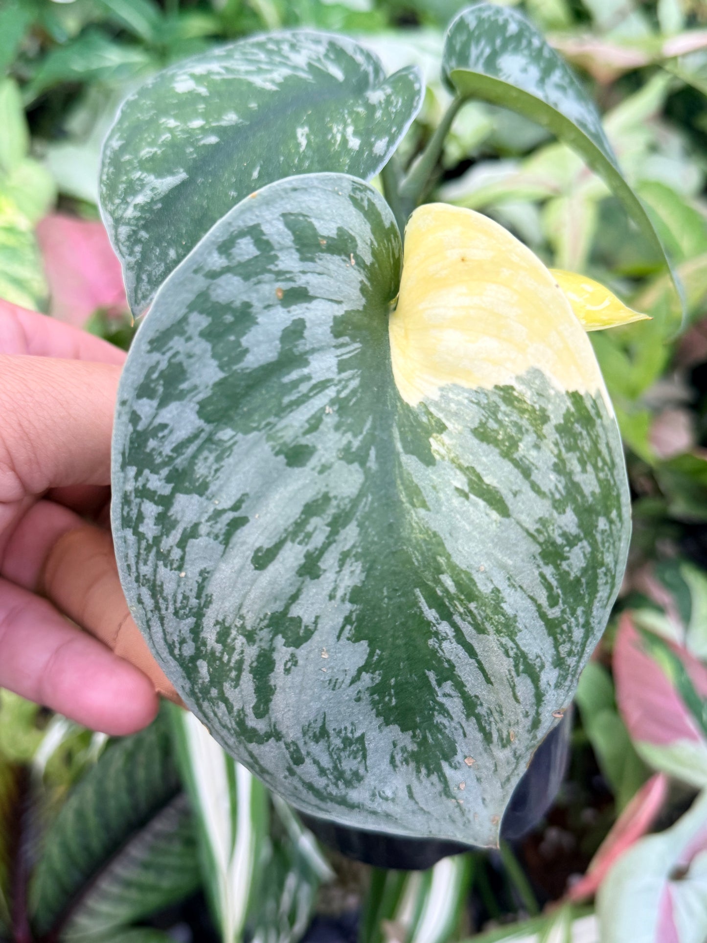 Scindapsus Pictus 'Mayari Aurea' K46
