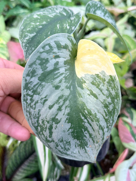 Scindapsus Pictus 'Mayari Aurea' K46