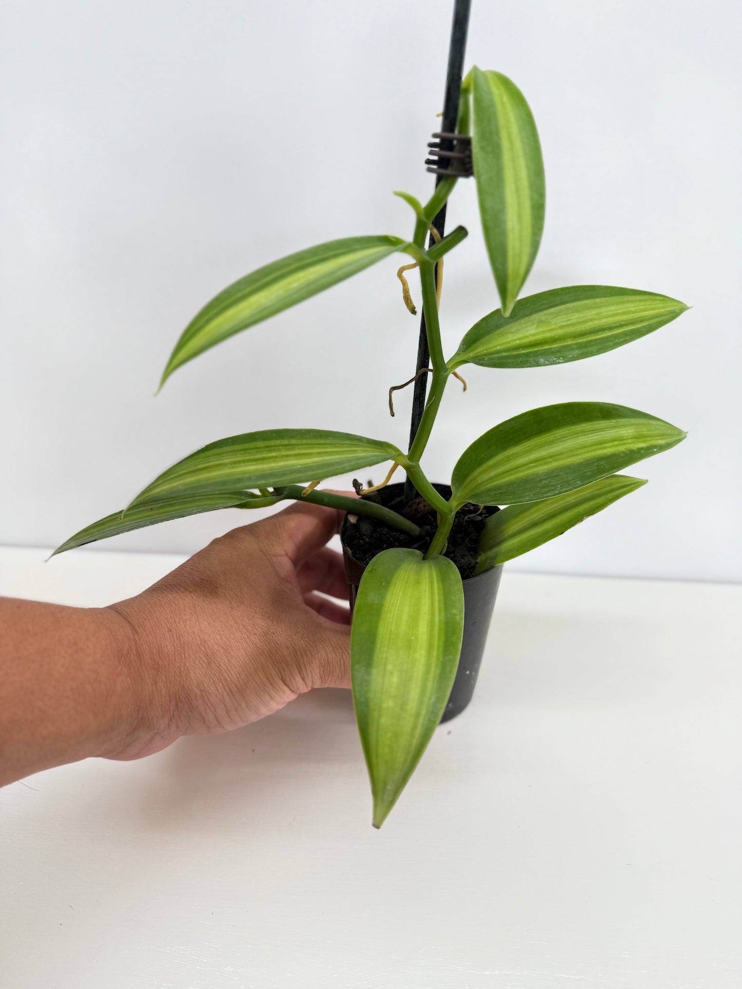 Vanilla planifolia variegata - Best Pick of the Crop!