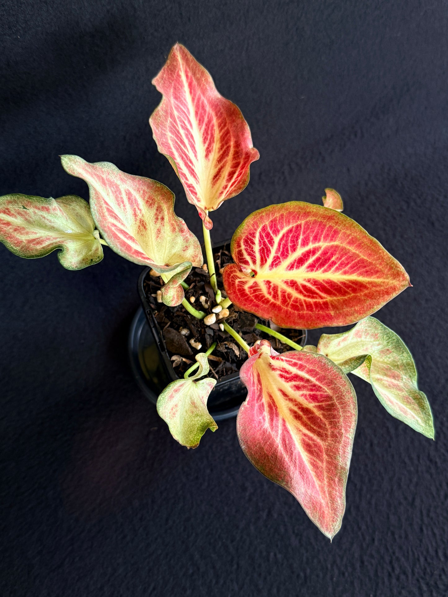 Caladium Hybrid G67