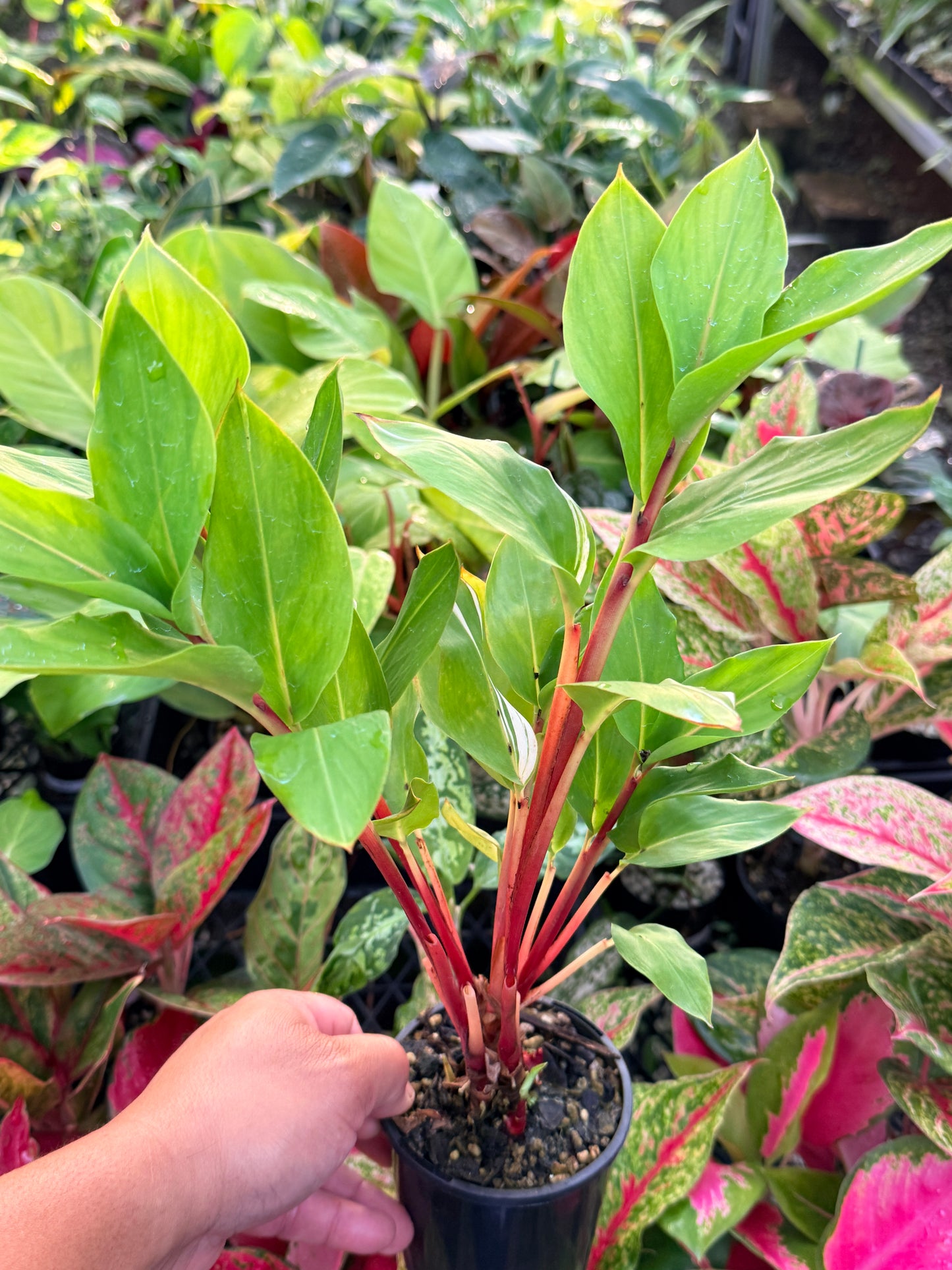 Pleuranthodium schlecteri 'Variegated Dwarf Ginger' - Rarely Offered G39