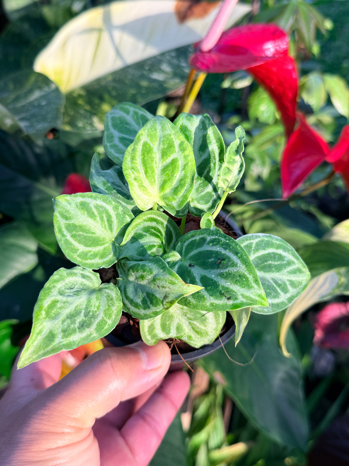 Anthurium crystallinum 'Dorayaki Miniature' O8
