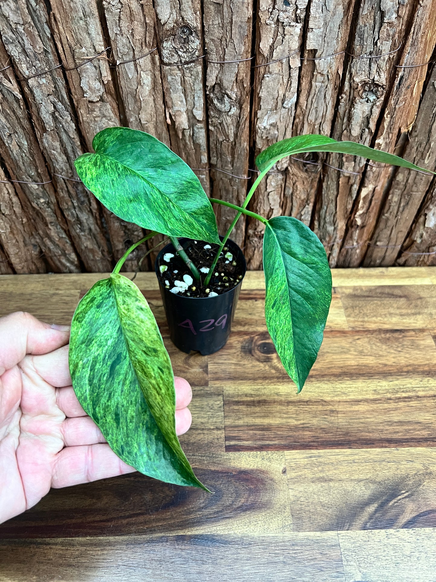 Epipremnum pinnatum 'Mint' Variegata A29