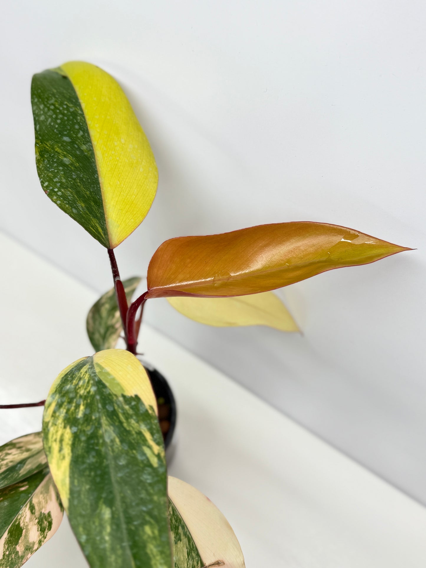 Philodendron Strawberry Shake - Highly Variegated NONTC. U61