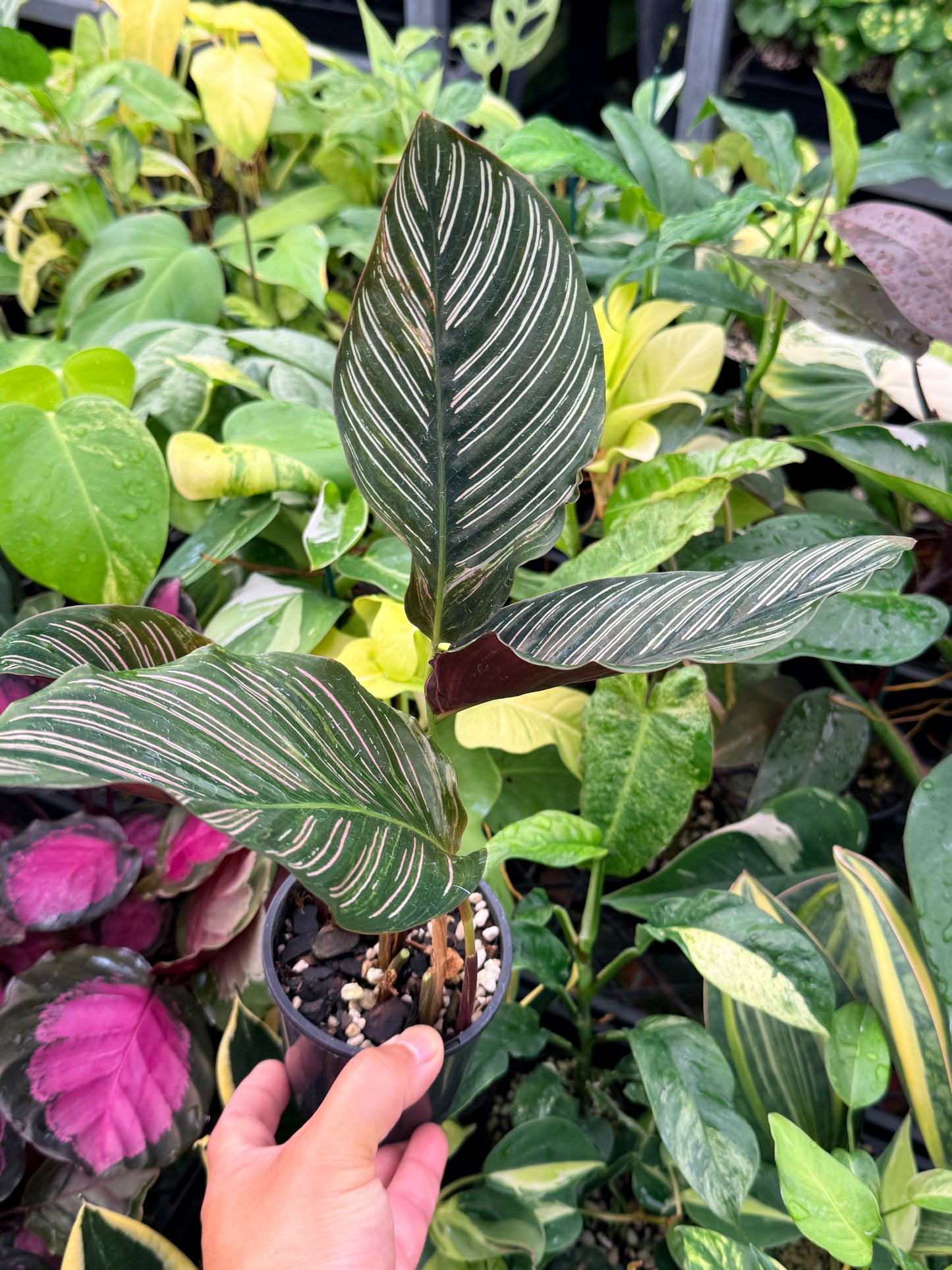 Calathea sanderiana 'Pinstripe Calathea' Variegated H24