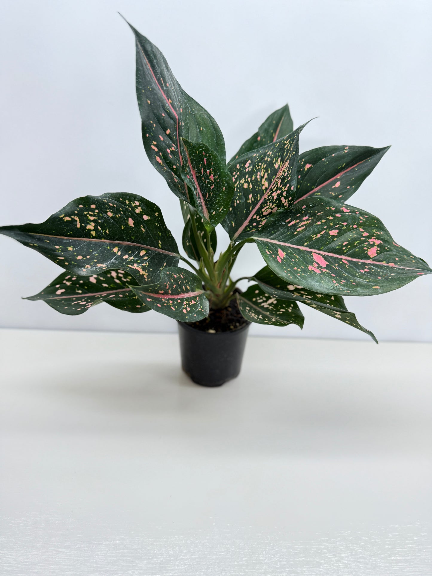 Aglaonema Pink Dalmatian - Best Pick of the Crop!