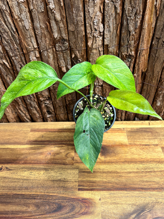 Epipremnum pinnatum 'Mint' Variegata B295