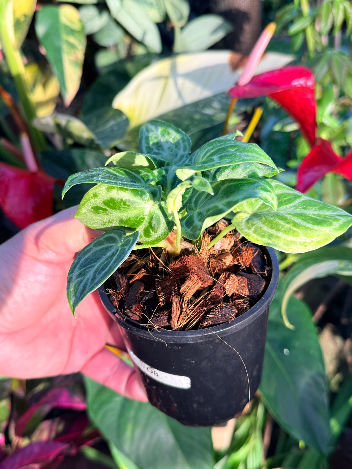 Anthurium crystallinum 'Dorayaki Miniature' O8