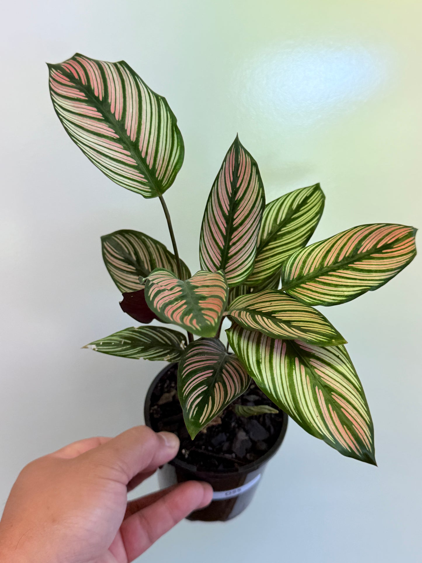 Calathea White Star O55