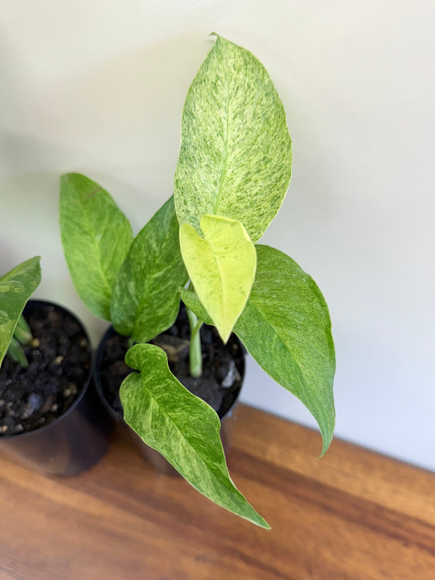 Monstera Laniata Smokey Variegated