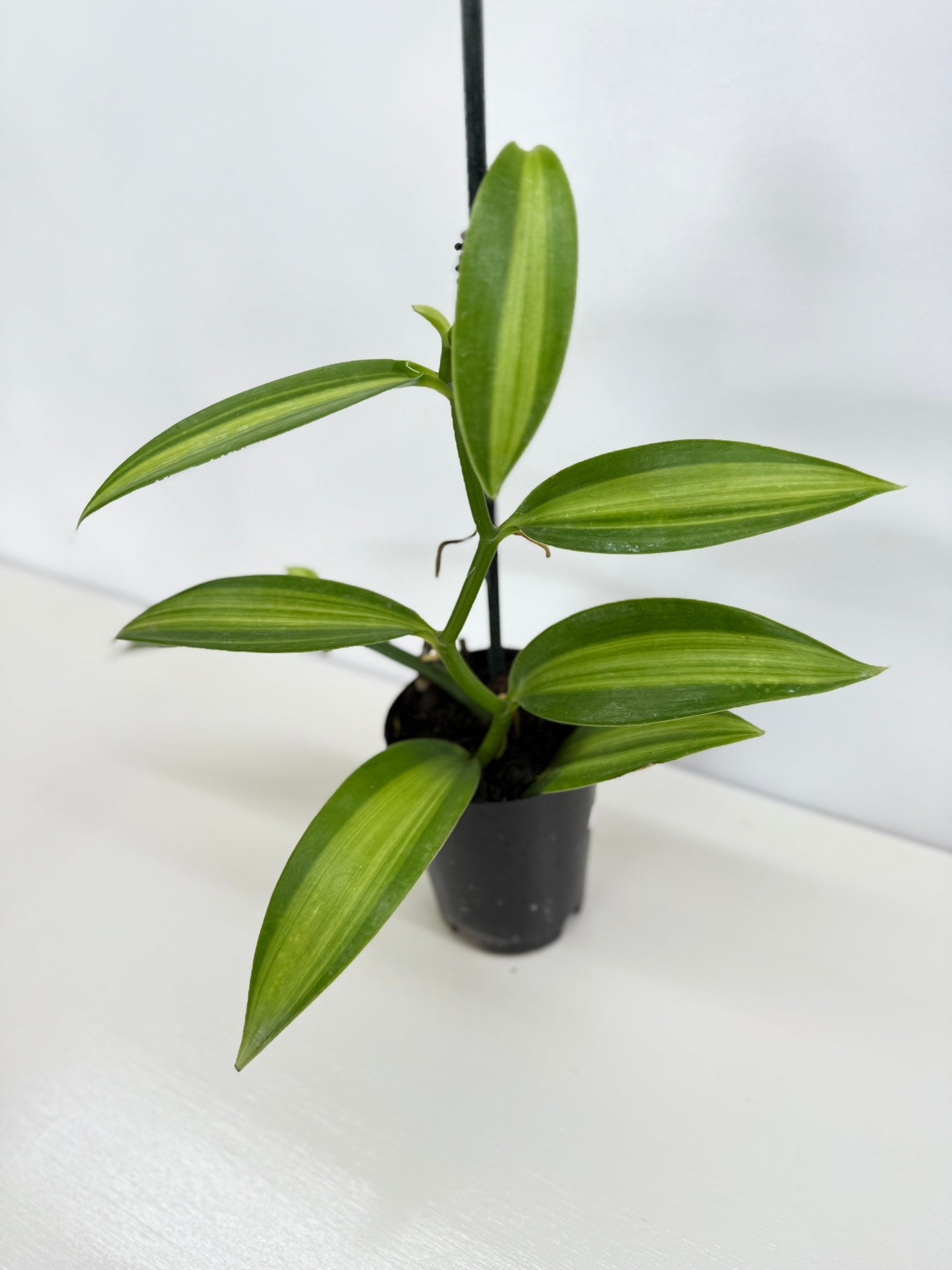 Vanilla planifolia variegata - Best Pick of the Crop!