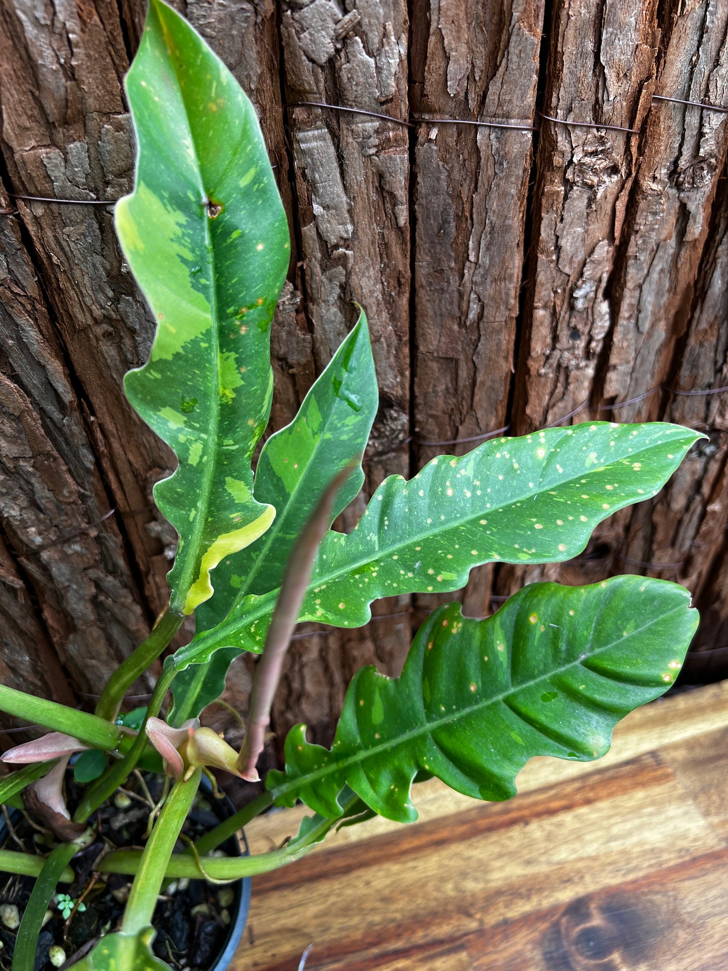 Philodendron 'Ring of Fire' Z34