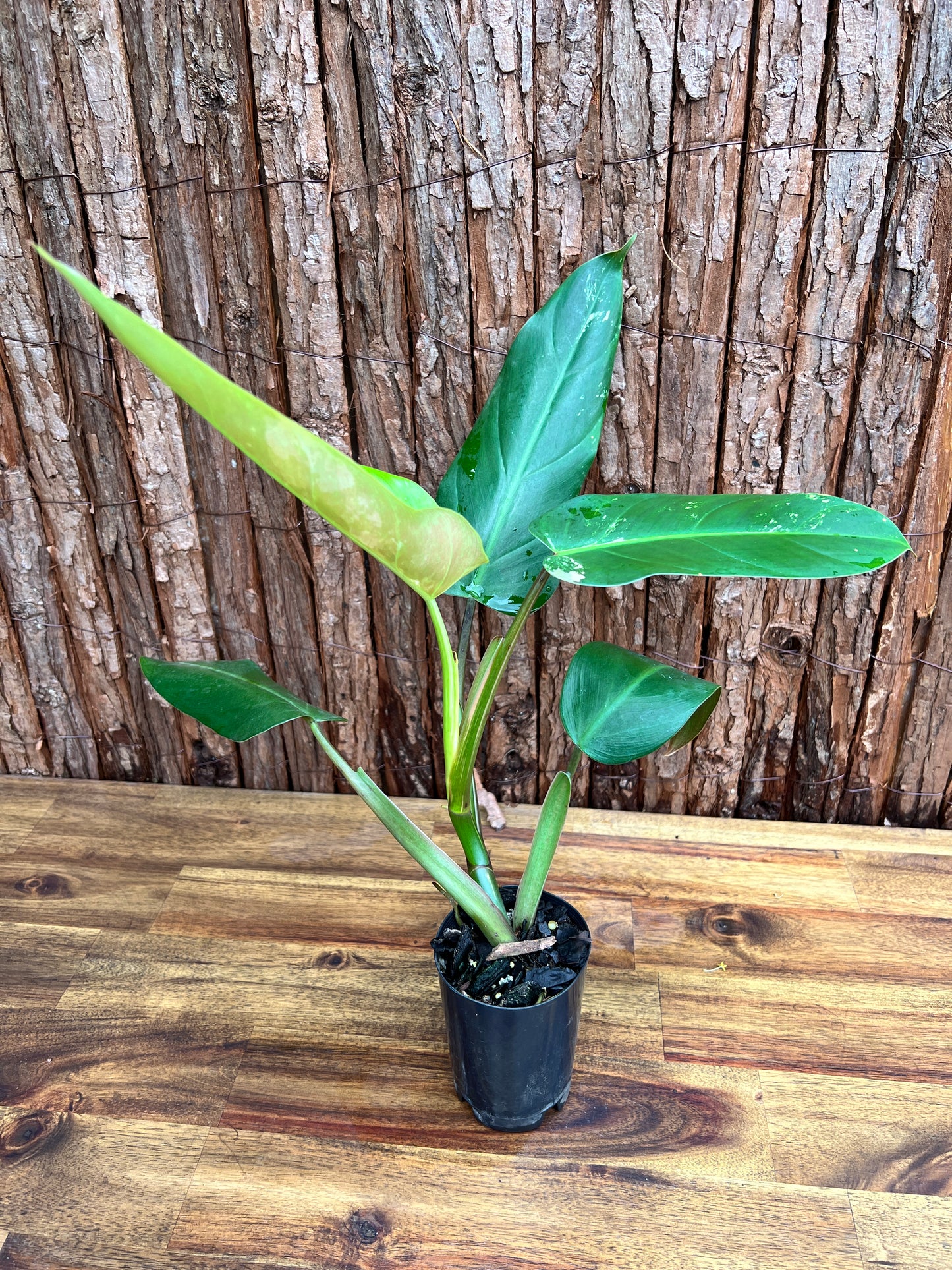 Philodendron Whipple Way NONTC B154