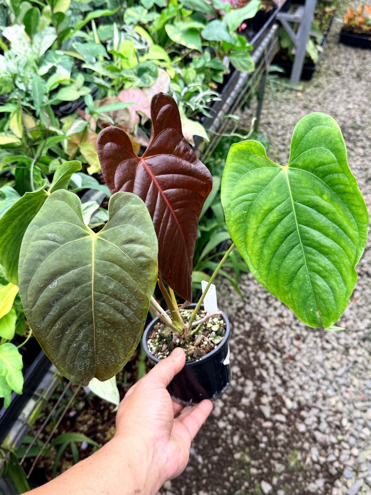 Anthurium Red Beauty x Anthurium Thin Leaf Veitchii R26
