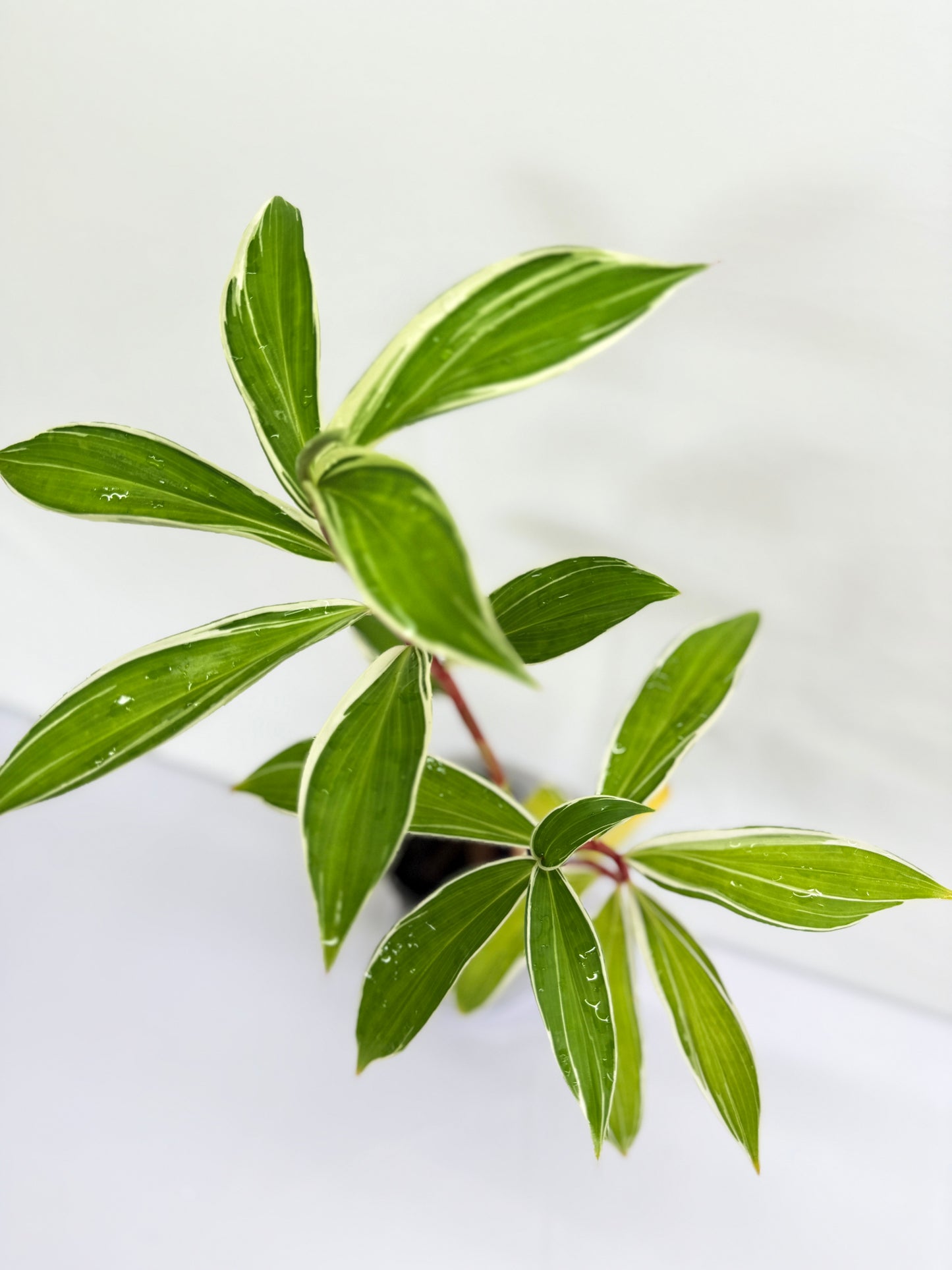 Cheilocostus speciosus 'Variegated Crepe Ginger' - Best Plant in Stock.